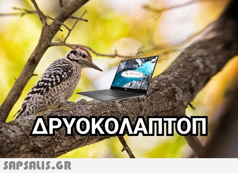 ΔΡΥΟΚΟΛΑΠΤΟΠ